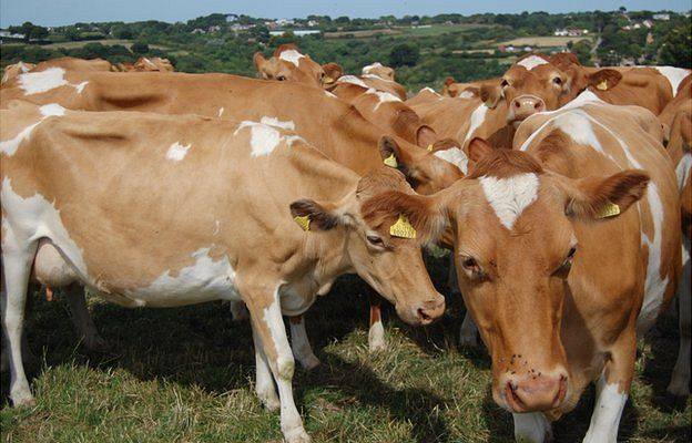 Guernsey Calves, Heifers And Springers: A2 Milk Yield