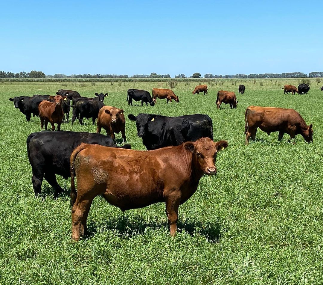 Red Angus open/Bred Heifers,Bulls & calves for sale