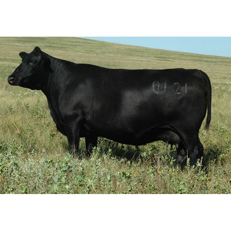 Purebred Angus, Bred Heifers, replacement heifers and bulls