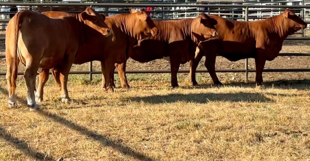Beefmasters replacement Heifers,bred heifers And Cow Calf Pairs