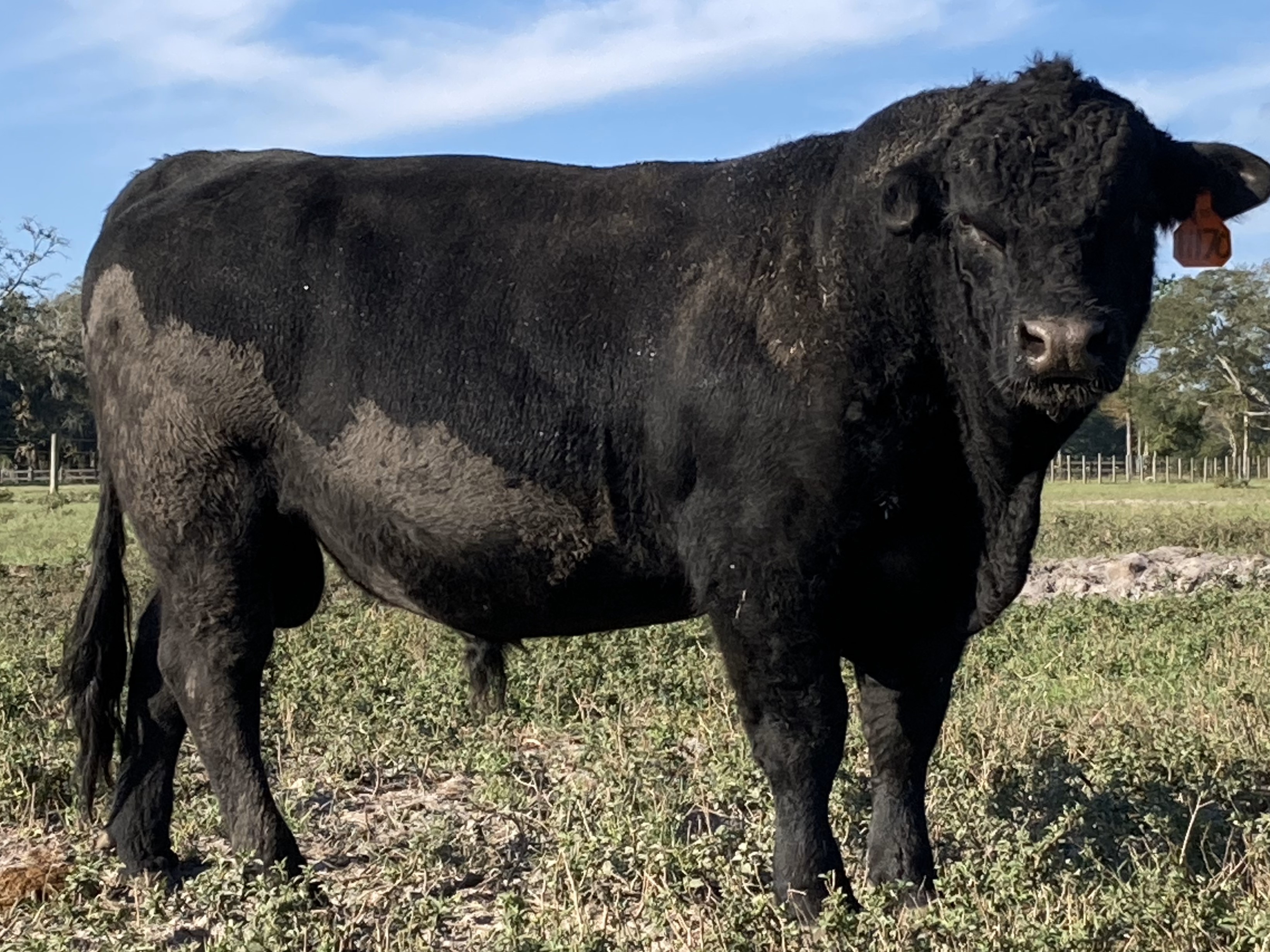 Pre-Breeding Season Angus Bull Sale until April 30th!