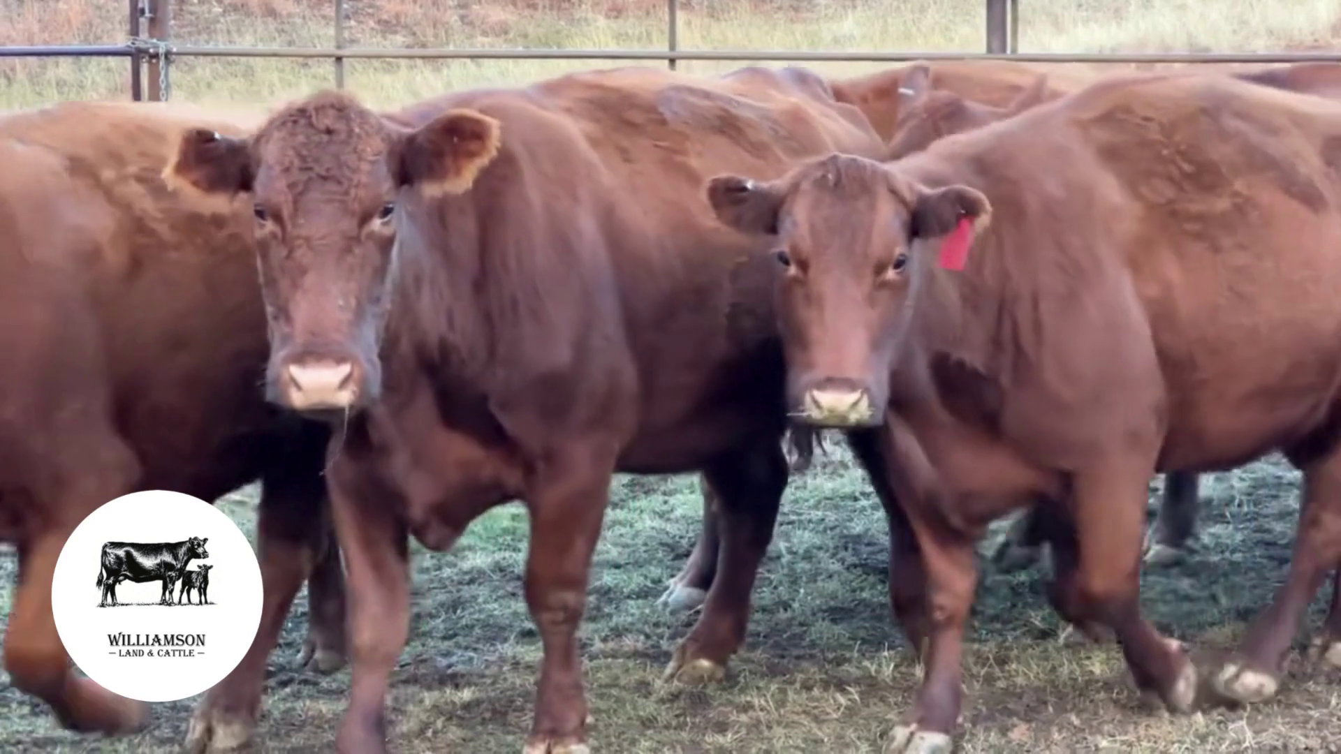 BC1109D-54 Bred Cows