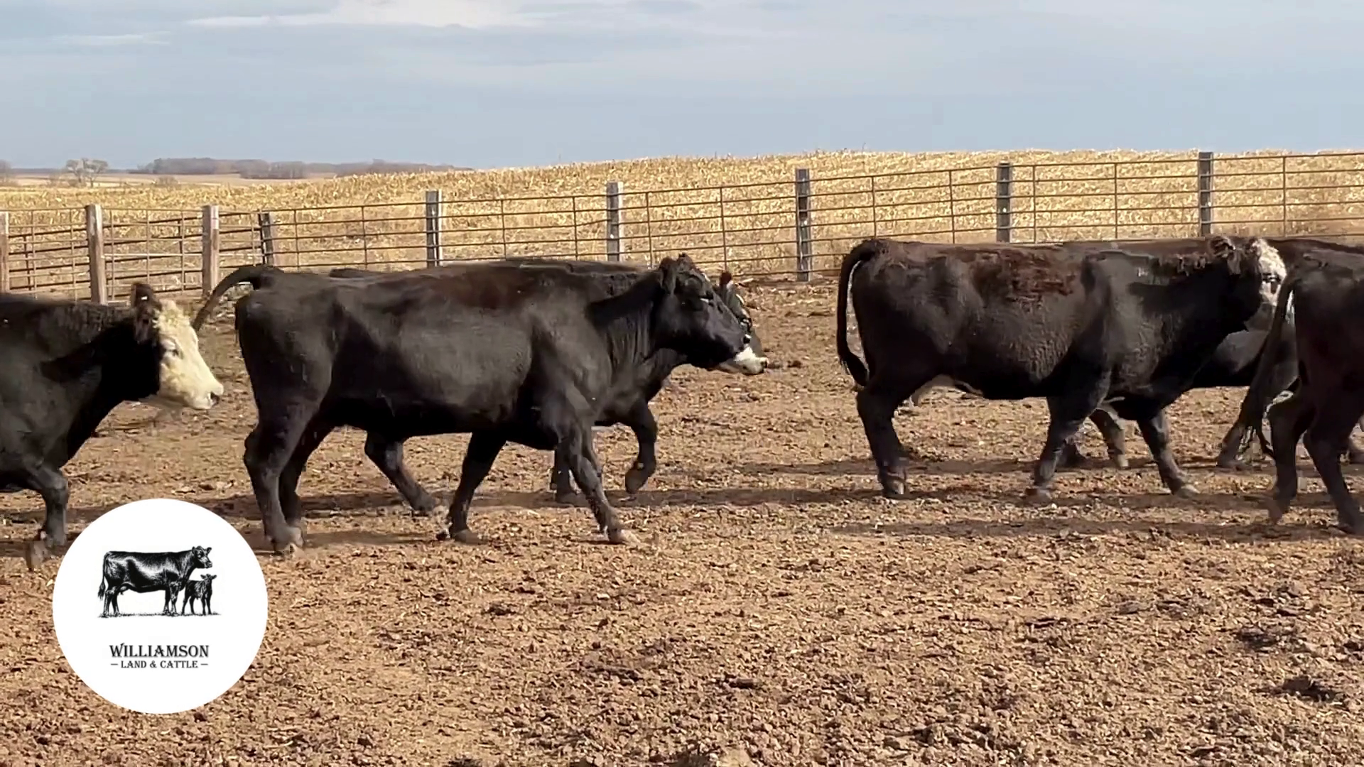 BC1113A-85 Bred Cows