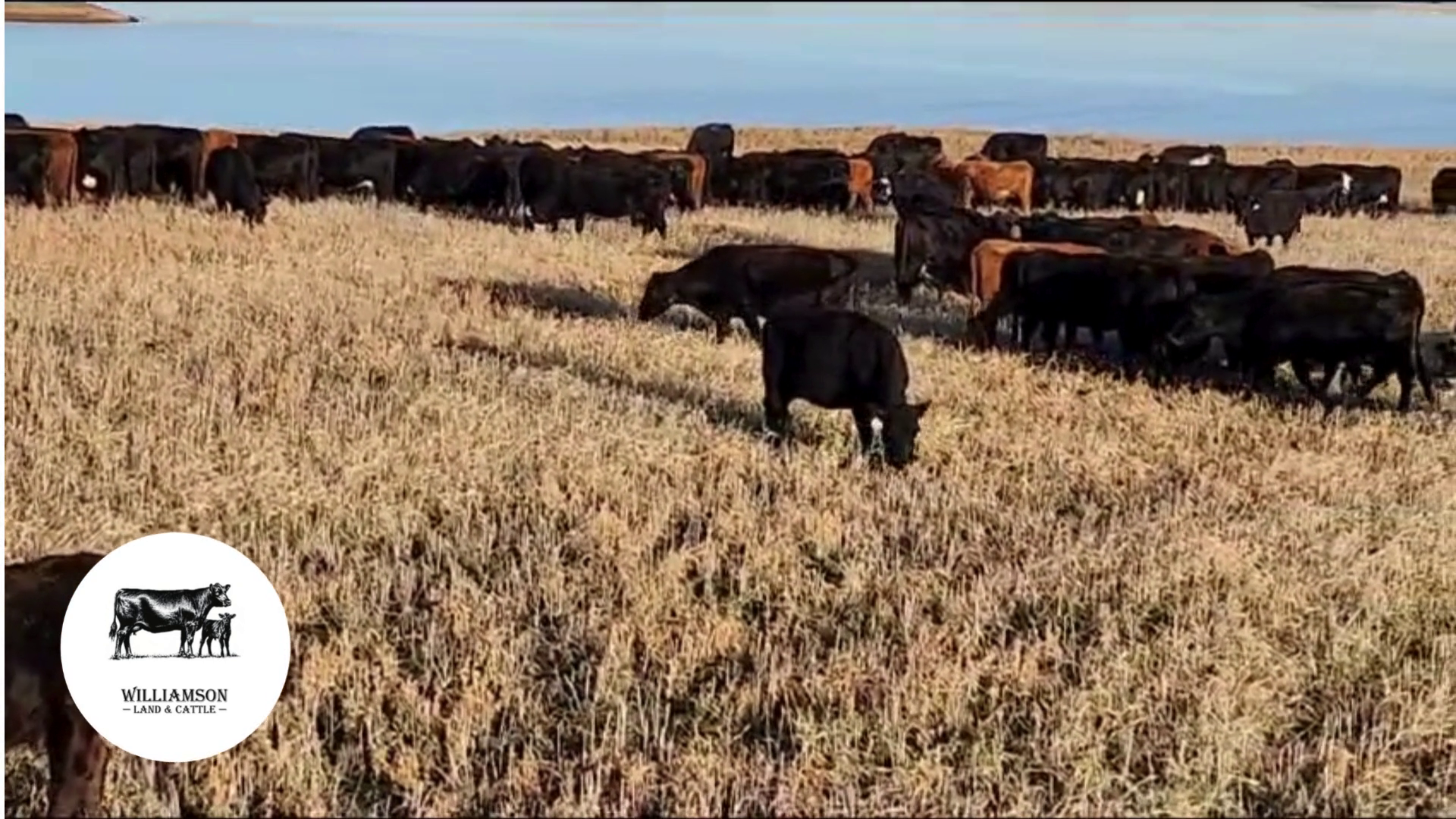 BC1114A-115 Bred Cows