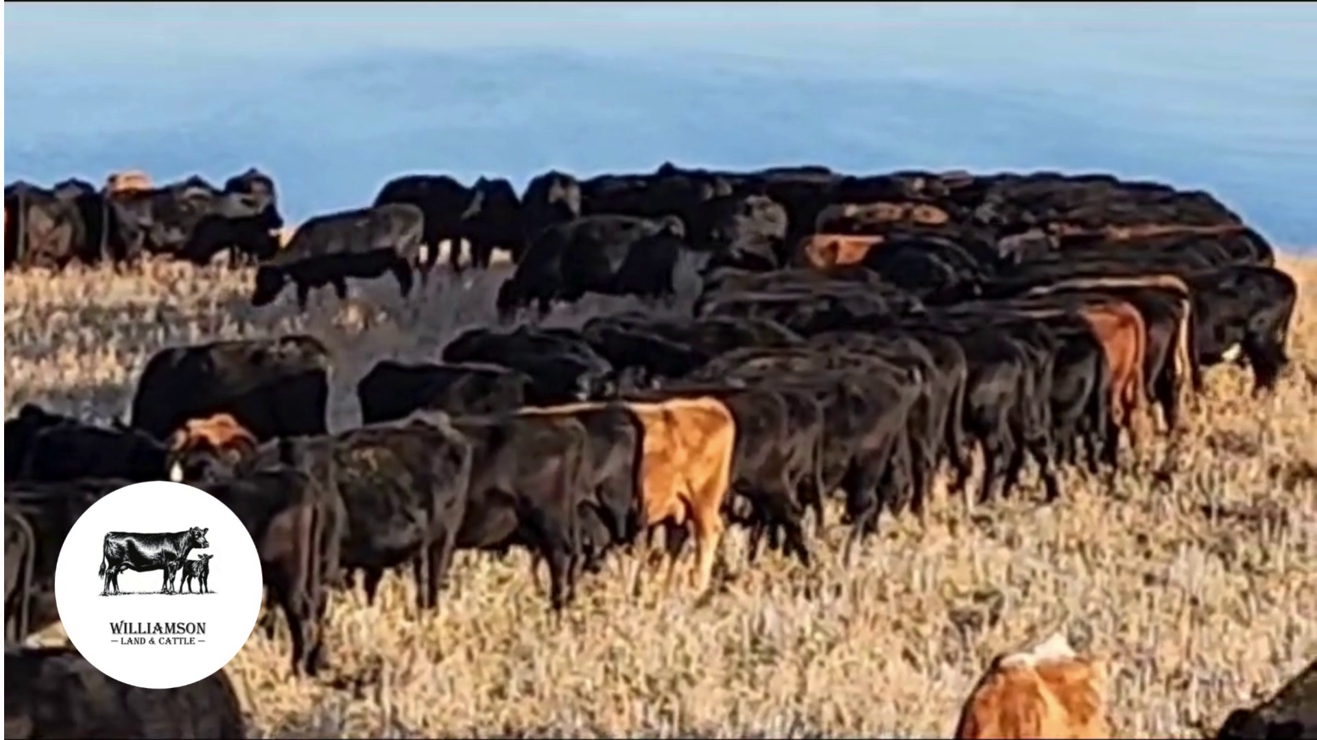 BC1114A-115 Bred Cows