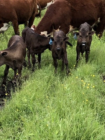 100% Full Blood Wagyu Cattle