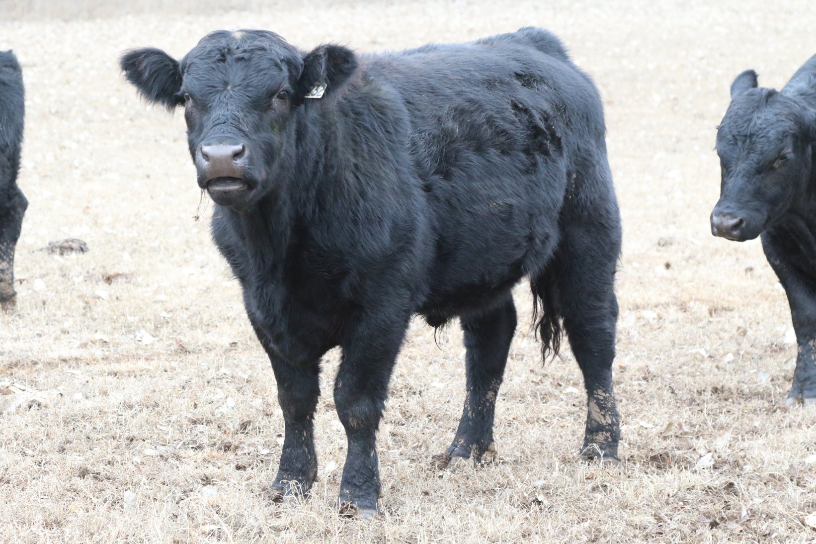 Registered Angus Bulls - 2 year olds
