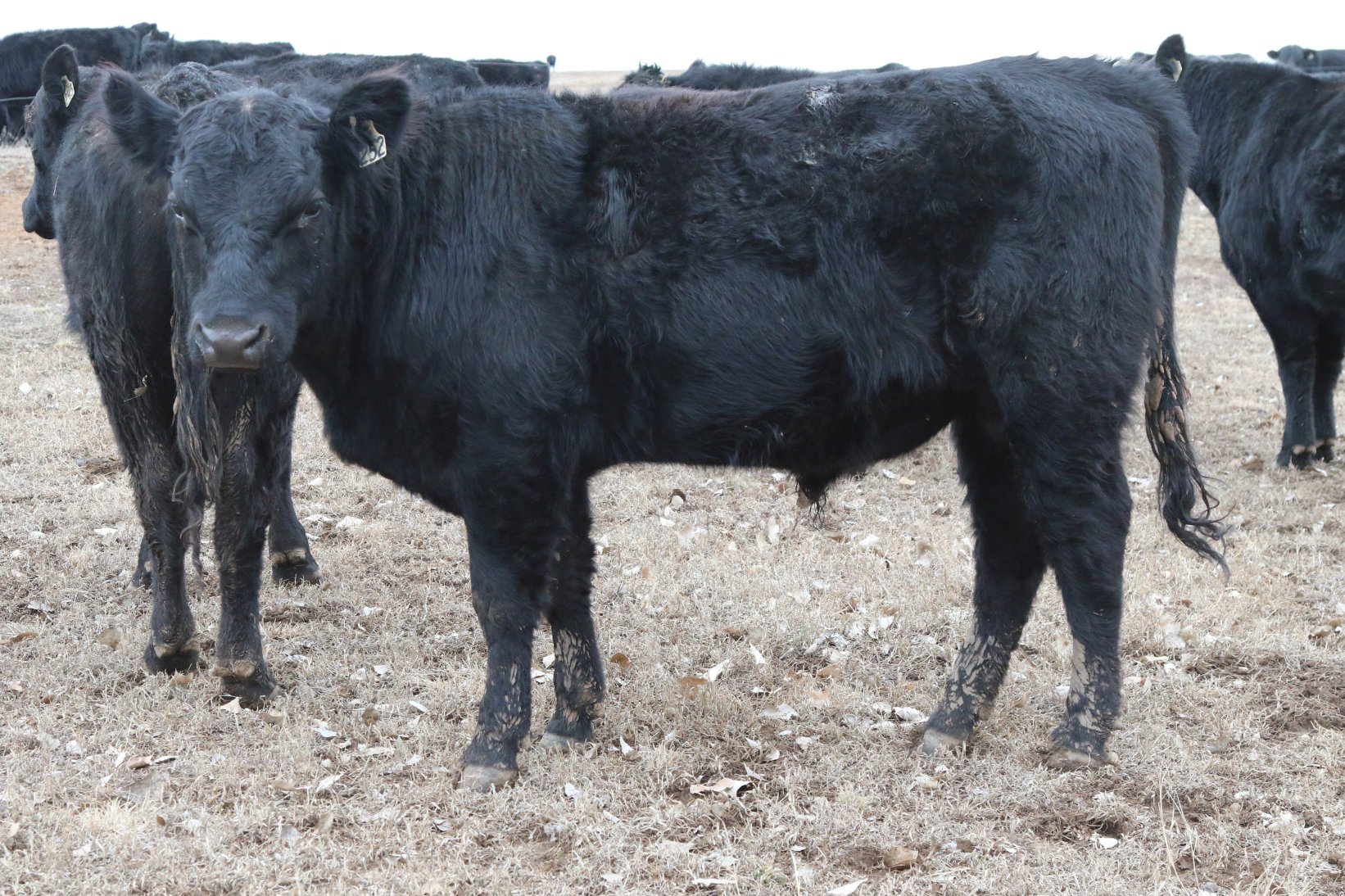 Registered Angus Bulls - 2 year olds