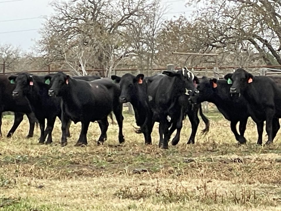 Bred angus/brangus cows