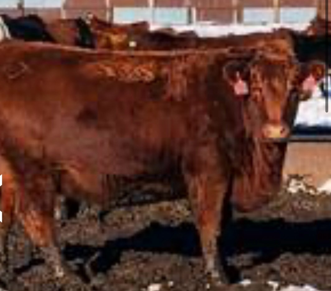 Fancy Red Angus Heifers Heavy Bred