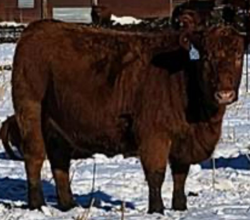 Fancy Red Angus Heifers Heavy Bred