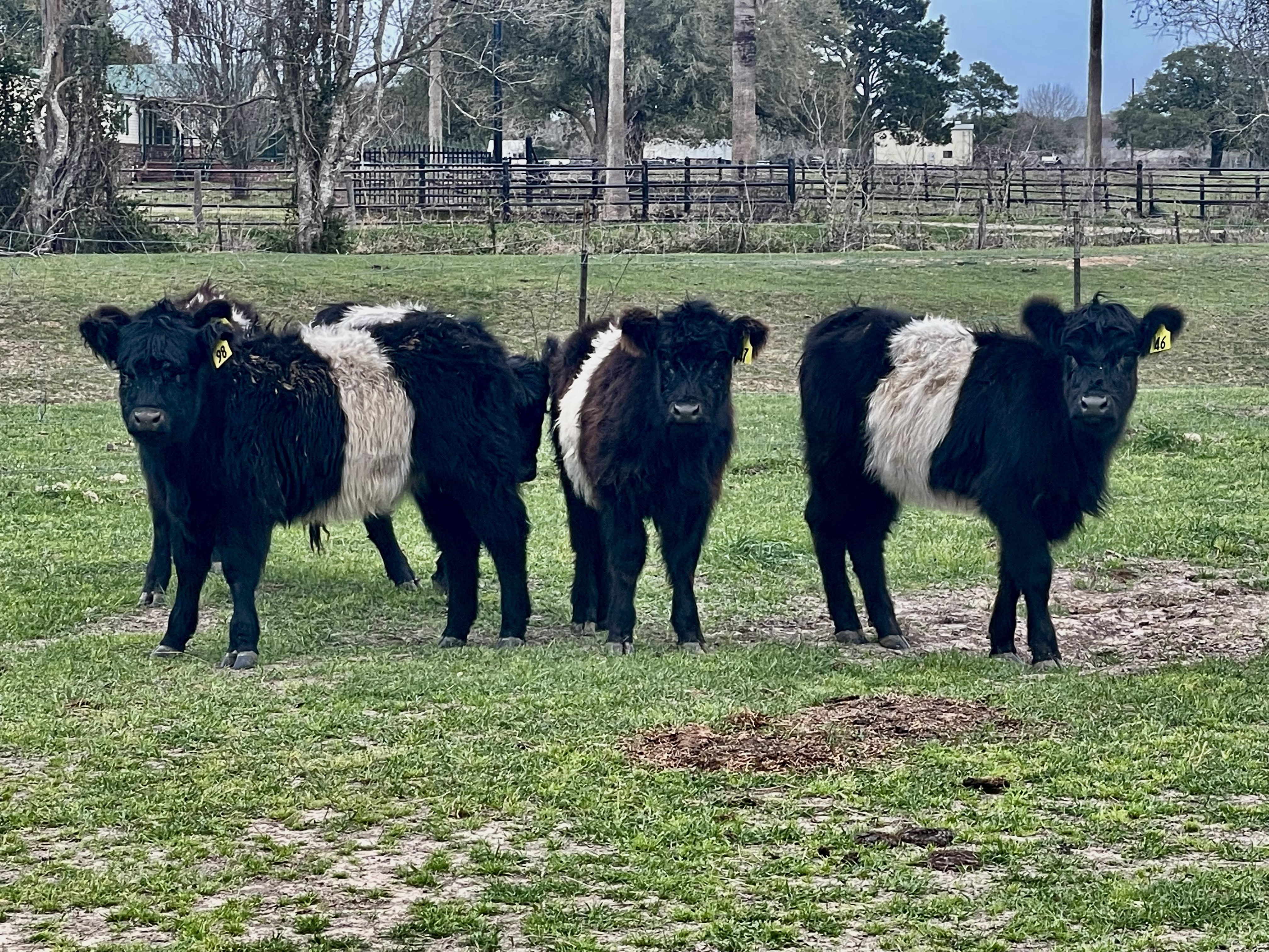 Belted Galloway heifers