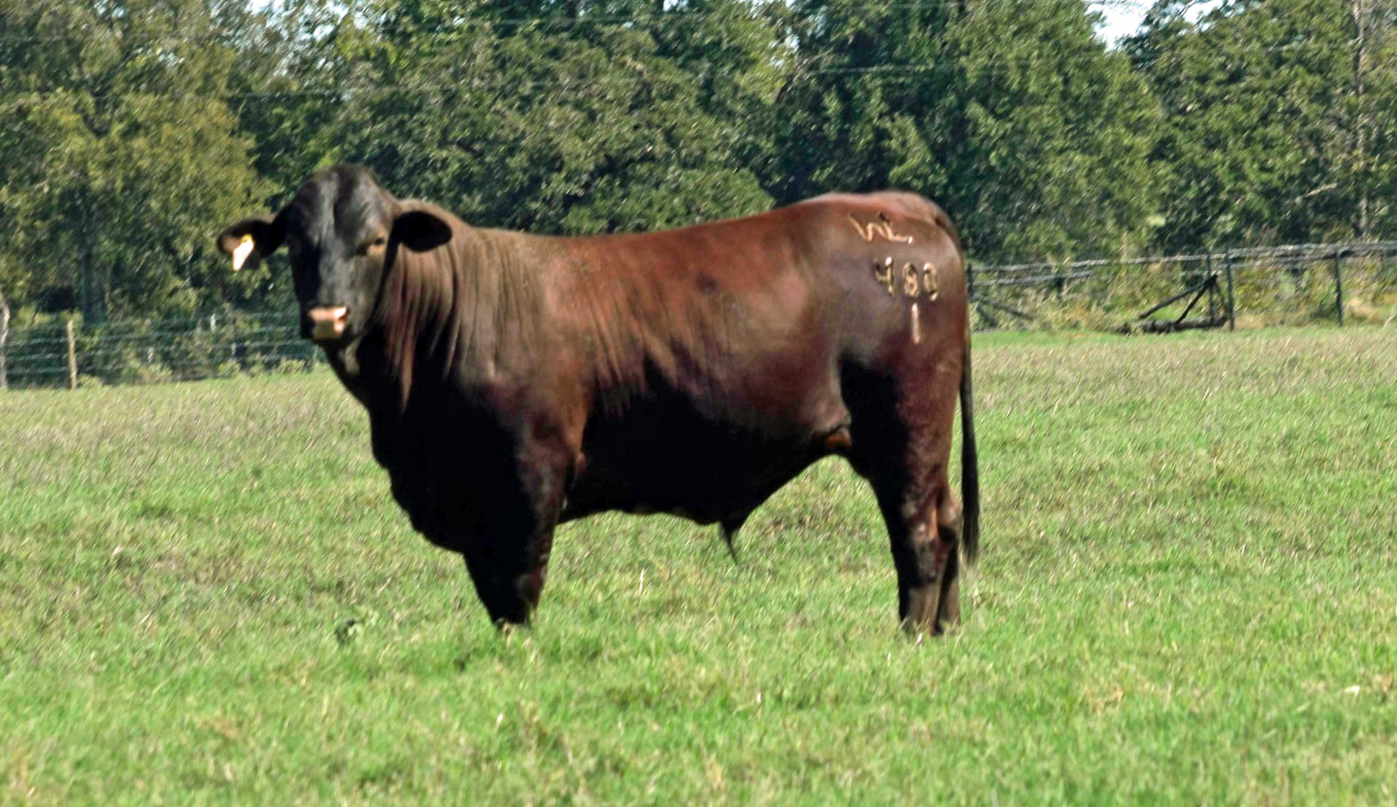 9 Registered Beefmaster Bulls