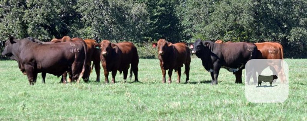 9 Registered Beefmaster Bulls