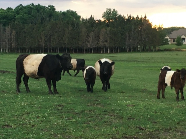 Purebred Belted Galloway Cattle for Sale
