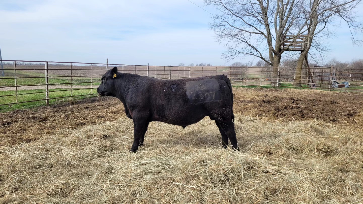 Yearling Angus Bulls Available