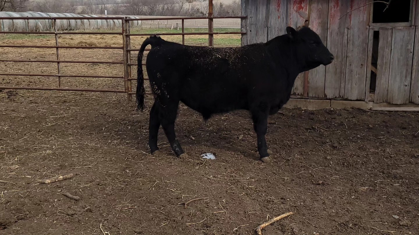 Yearling Angus Bulls Available