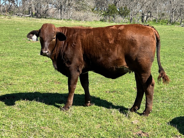 Heifers for Sale (12-14 months)