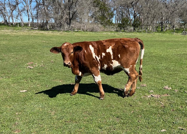 Heifers for Sale (12-14 months)