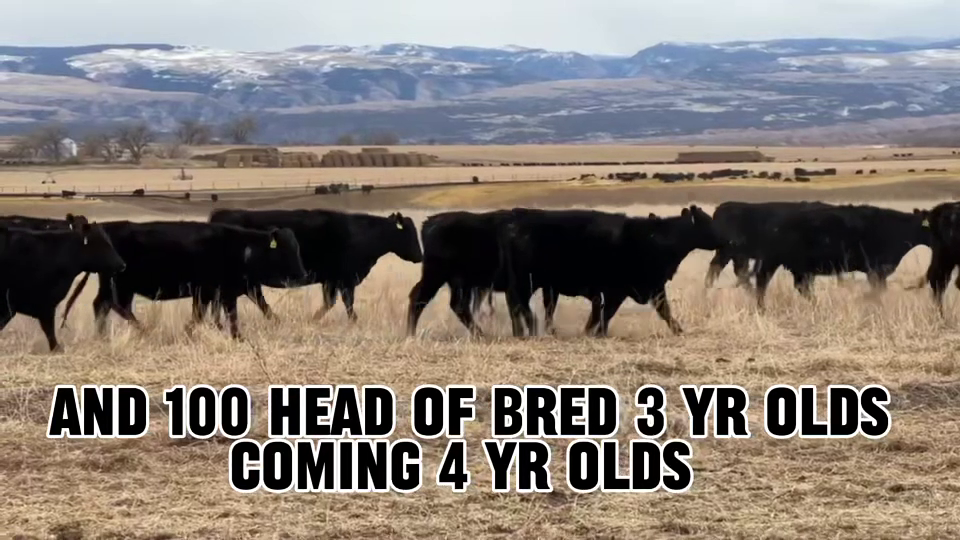 BC328A-300 Bred Cows