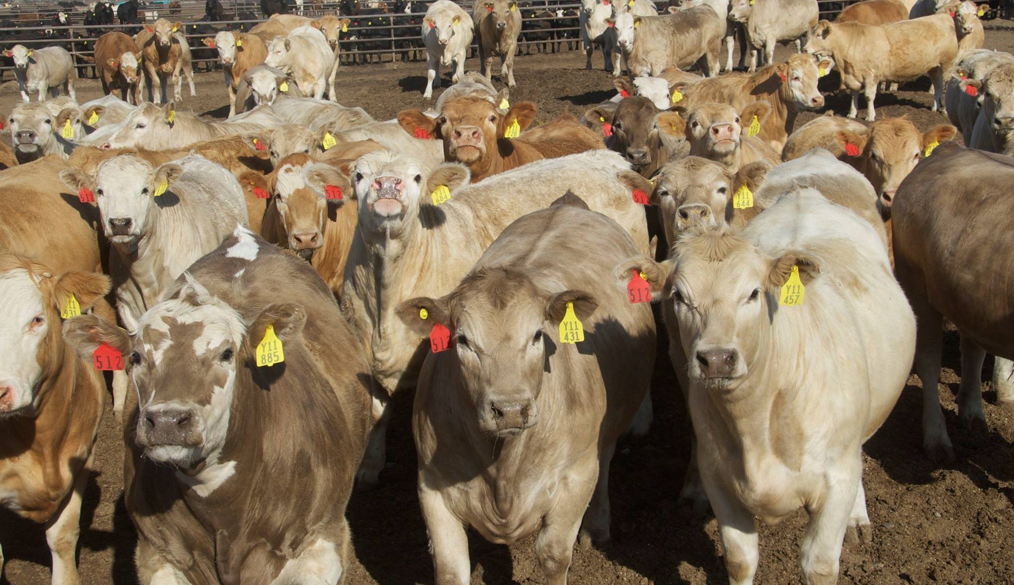 Charolais Calves ,Bred heifers/cows , Cow/calf Pairs, and bulls - Laravel