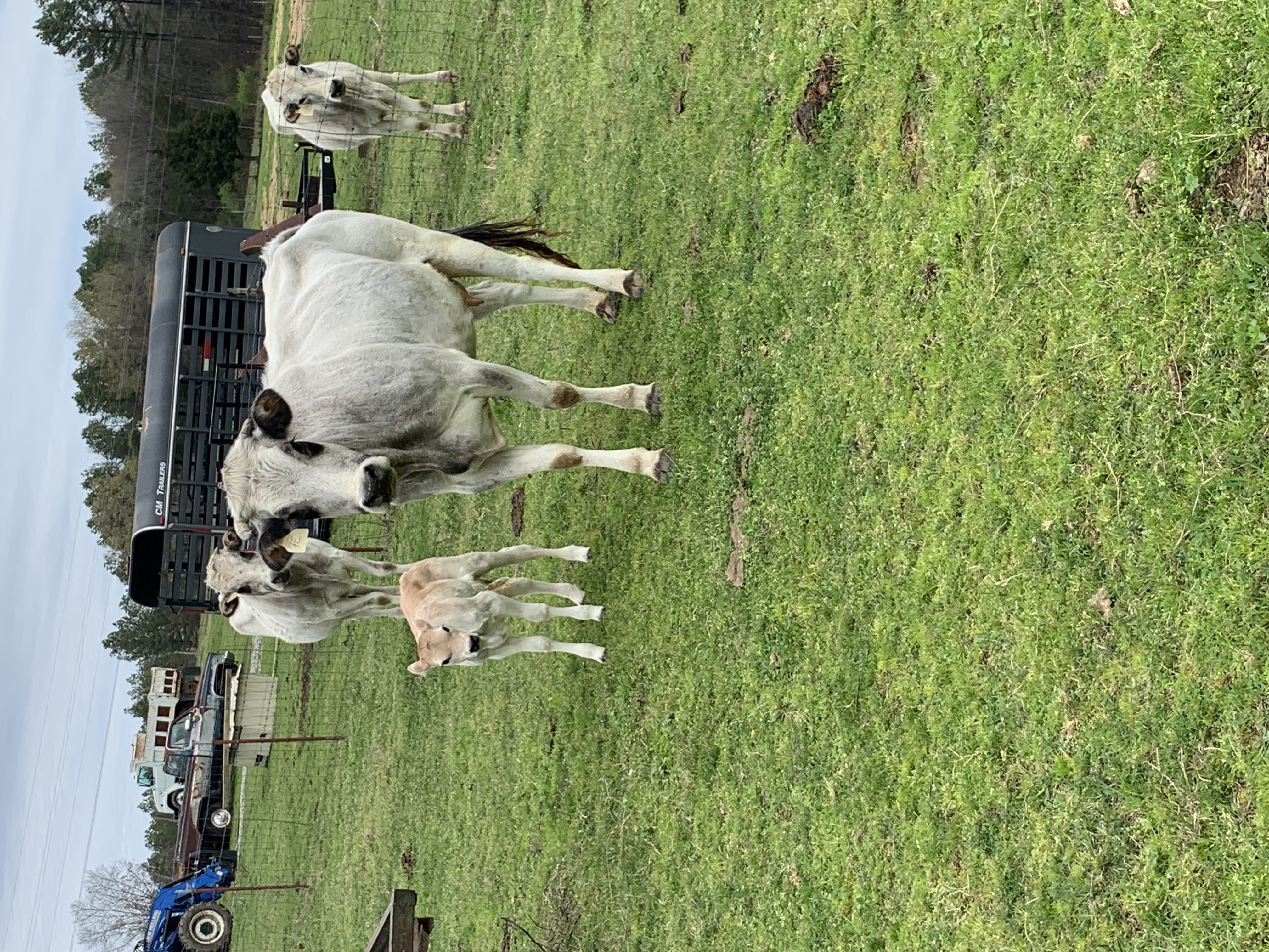 Piedmontese Bulls, Cows and Calfs for sale