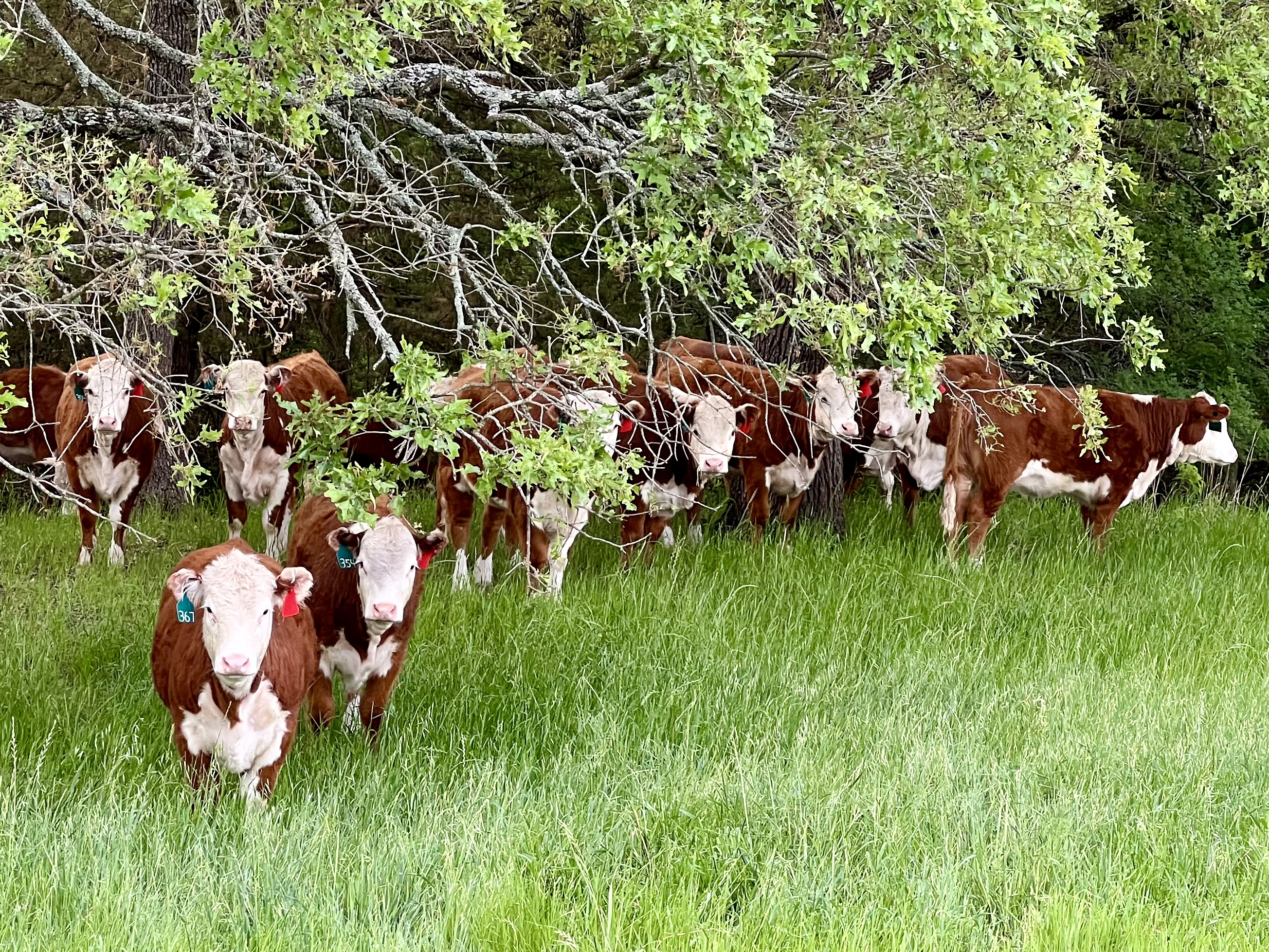 15 Open, Registered Polled Hereford Heifers