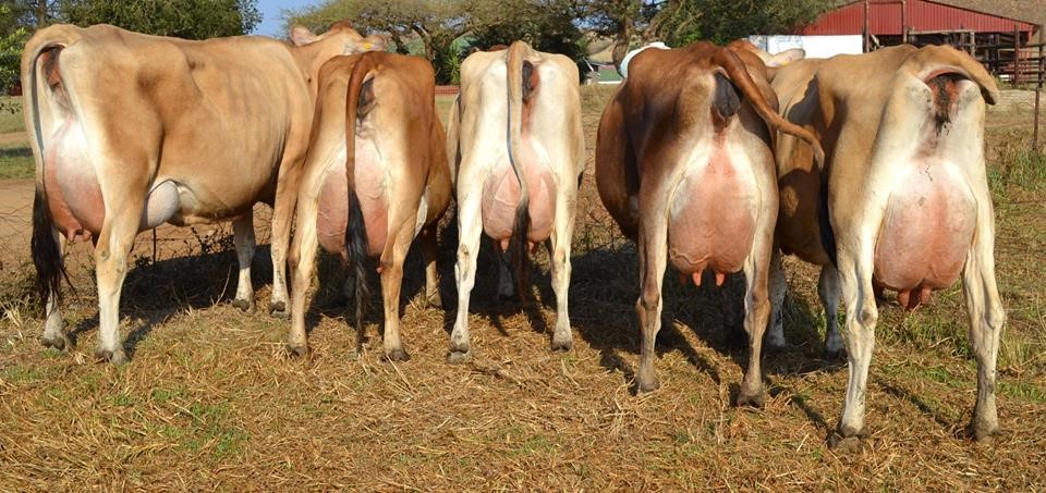 Milking jersey cows for sale