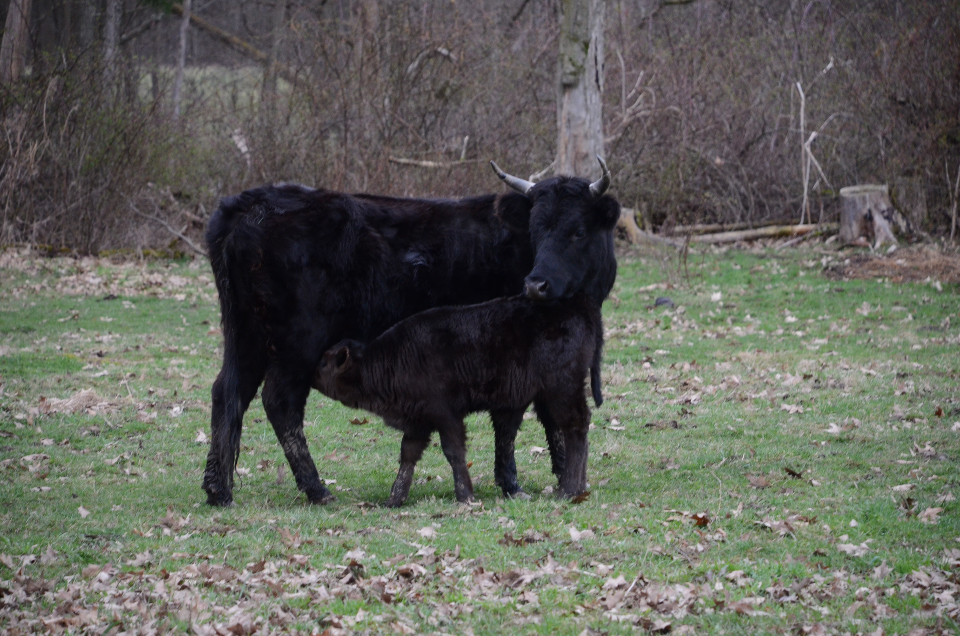 dexter cow calf pairs