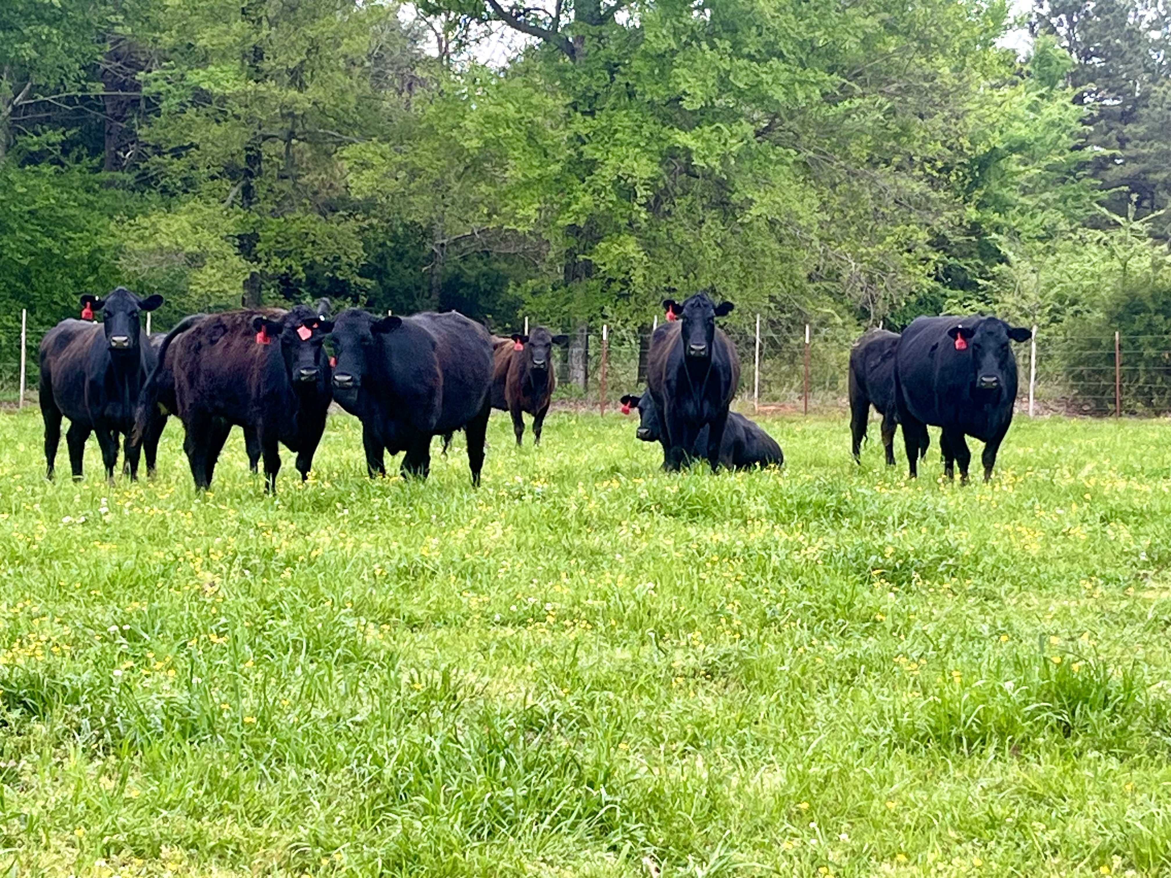 40 Bred Cows