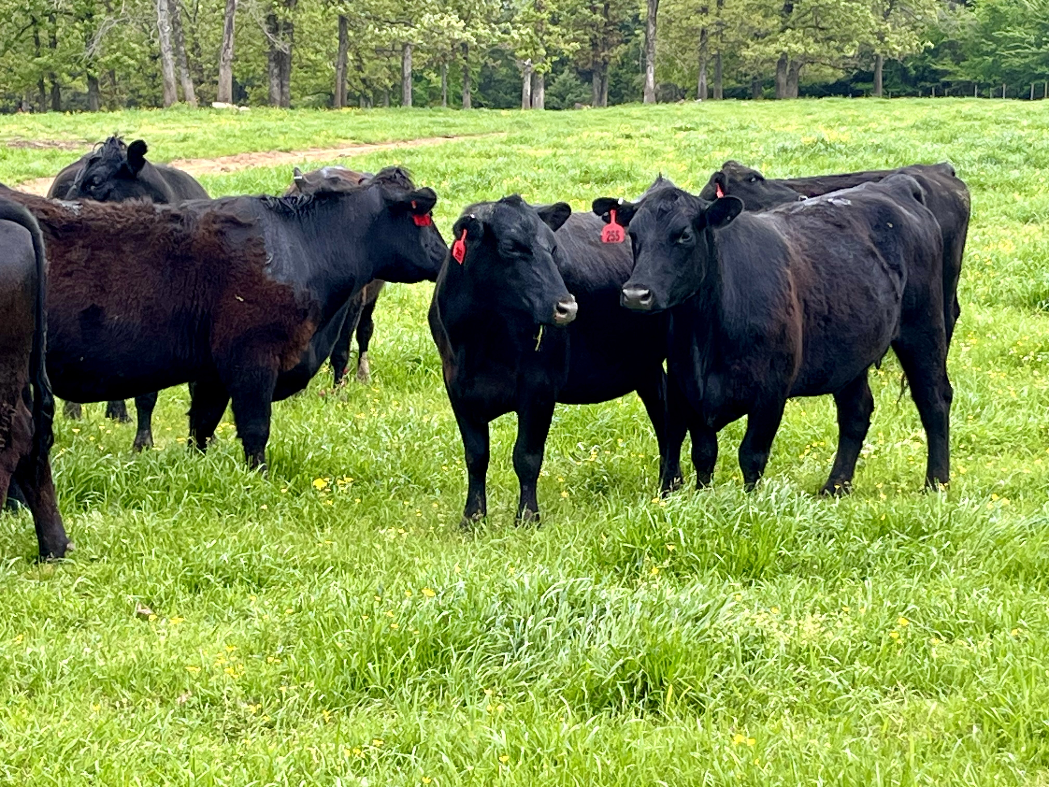 40 Bred Cows
