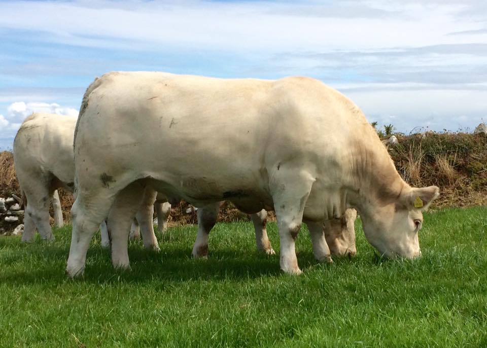 Charolais feeder/stocker cattle for sale