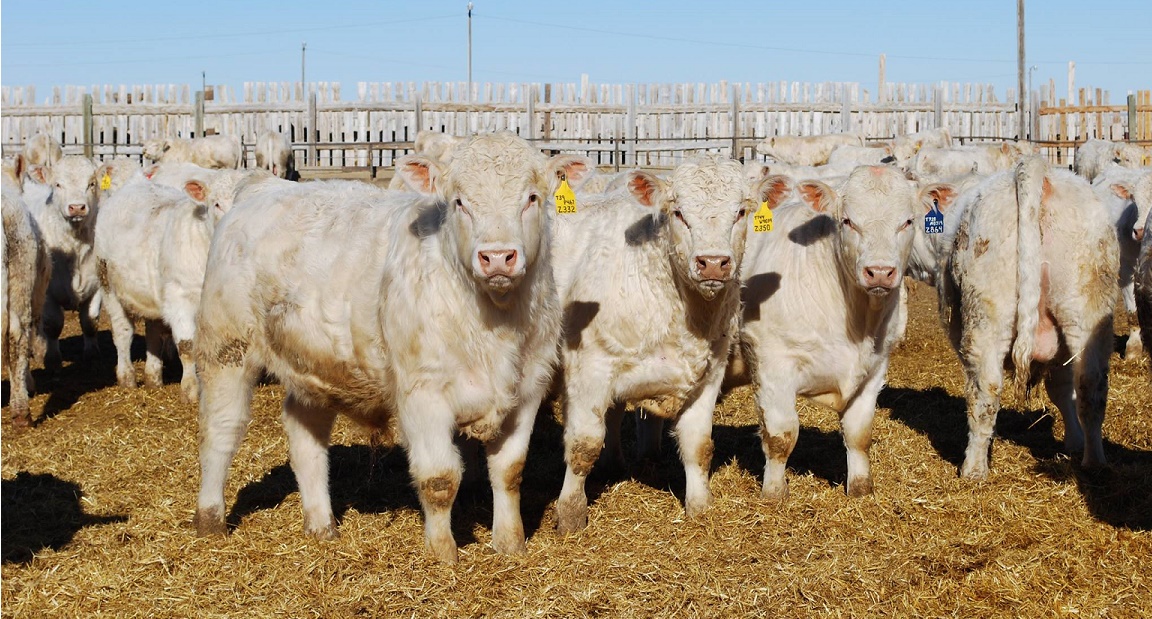 Charolais feeder/stocker cattle for sale