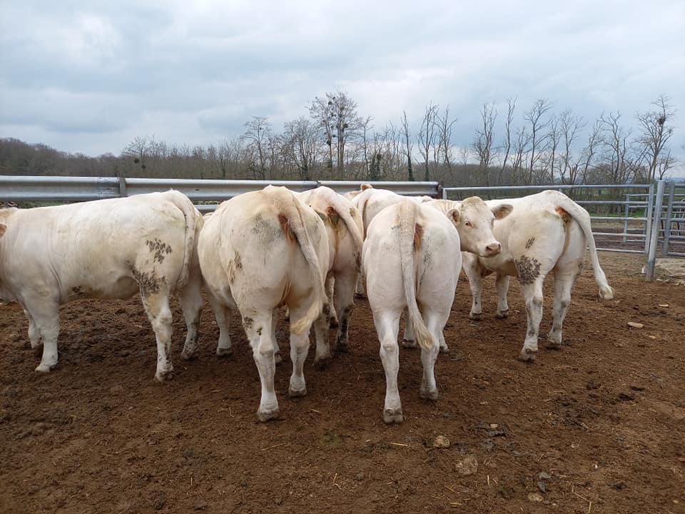 Charolais bred heifers and cows for sale.