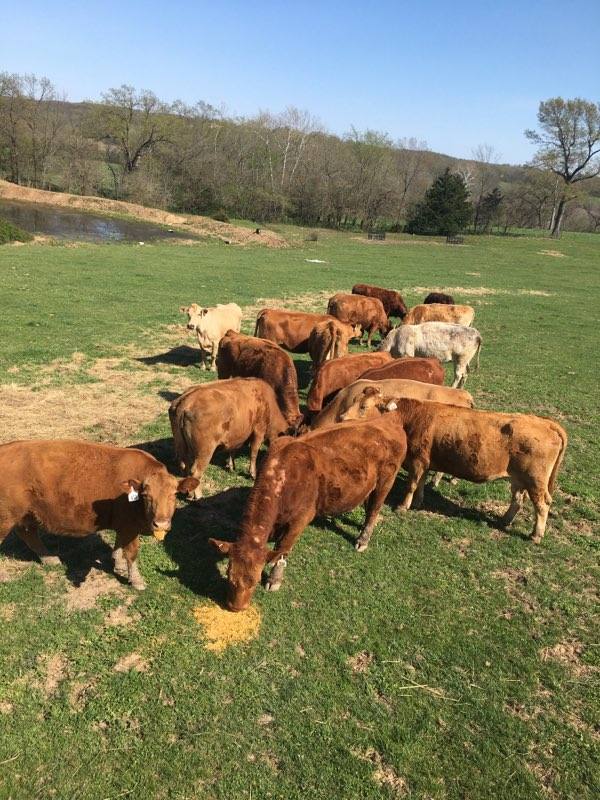 80 fall calving cows
