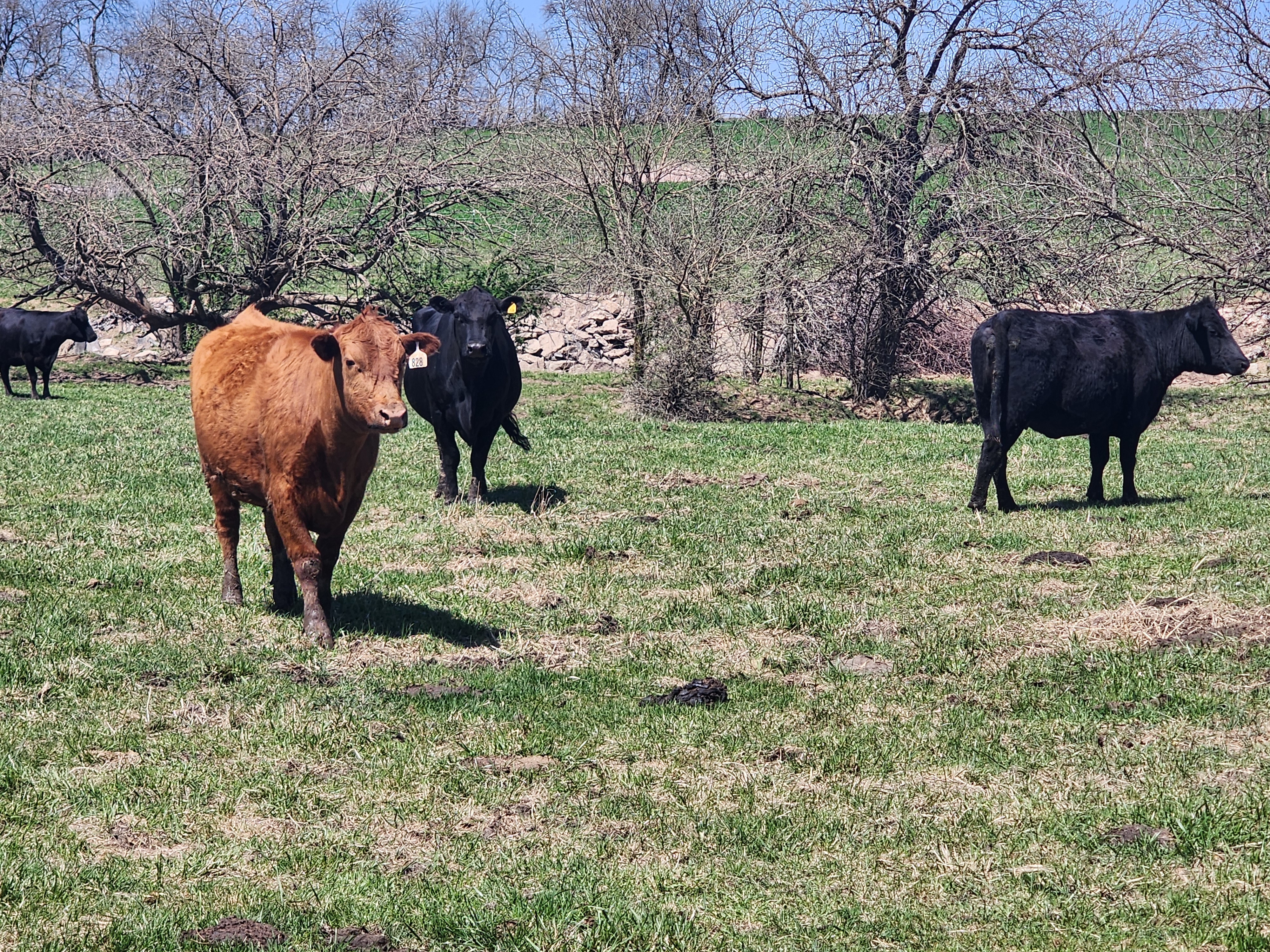 120 2nd and 3rd period cows