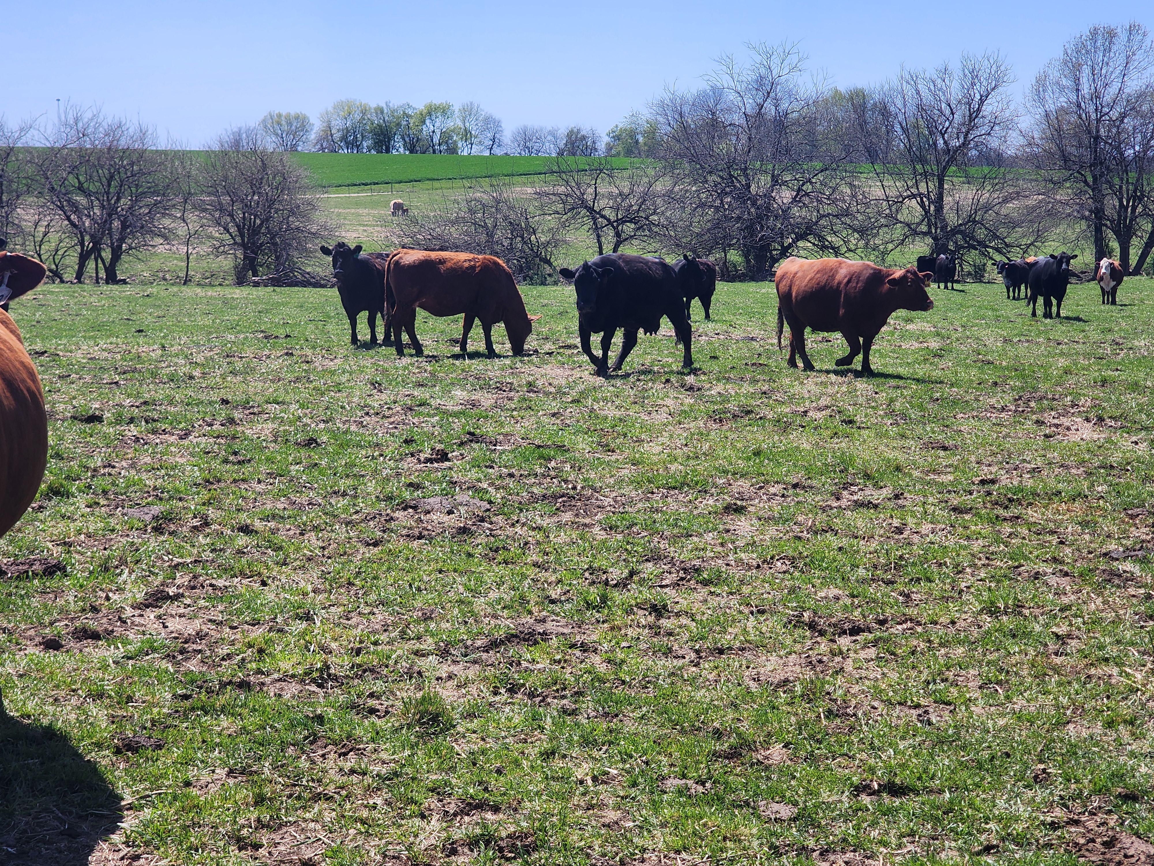 120 2nd and 3rd period cows