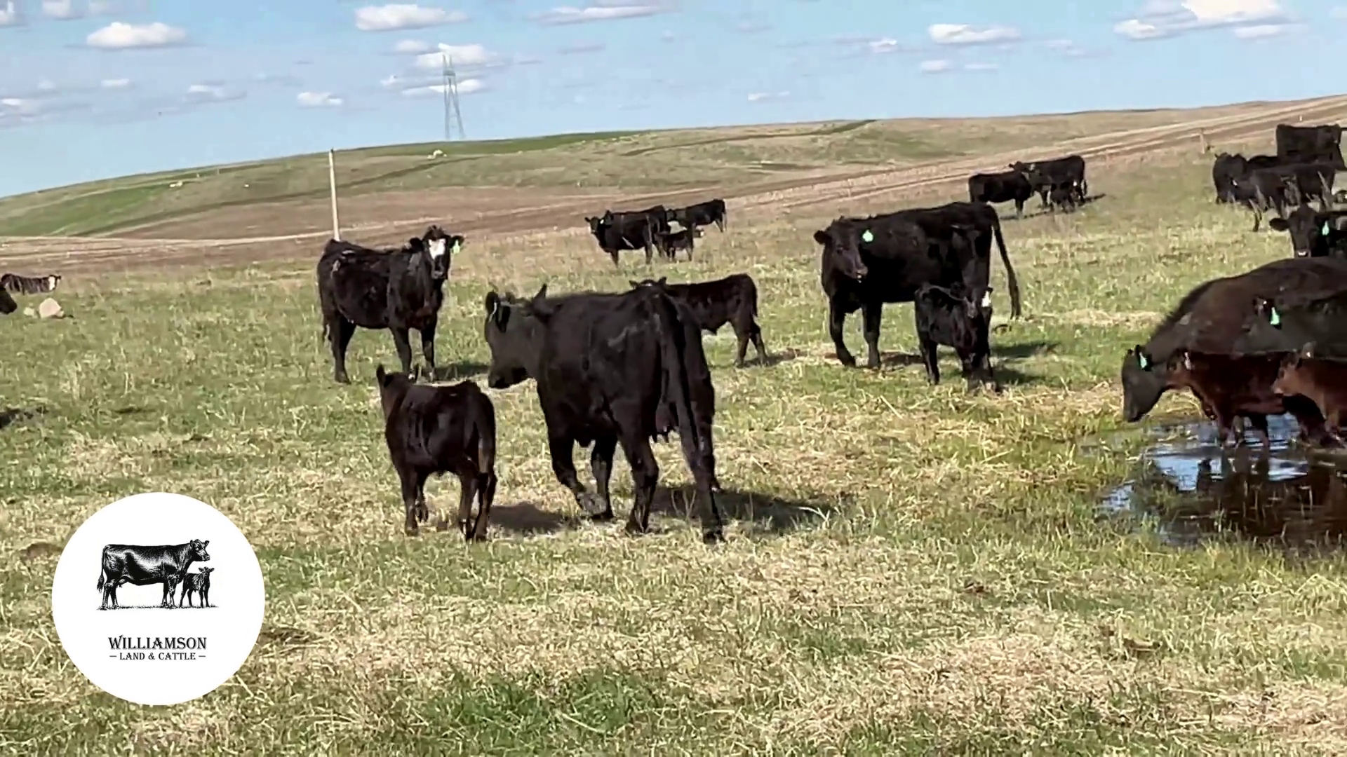 HP513B-Heifer Pairs