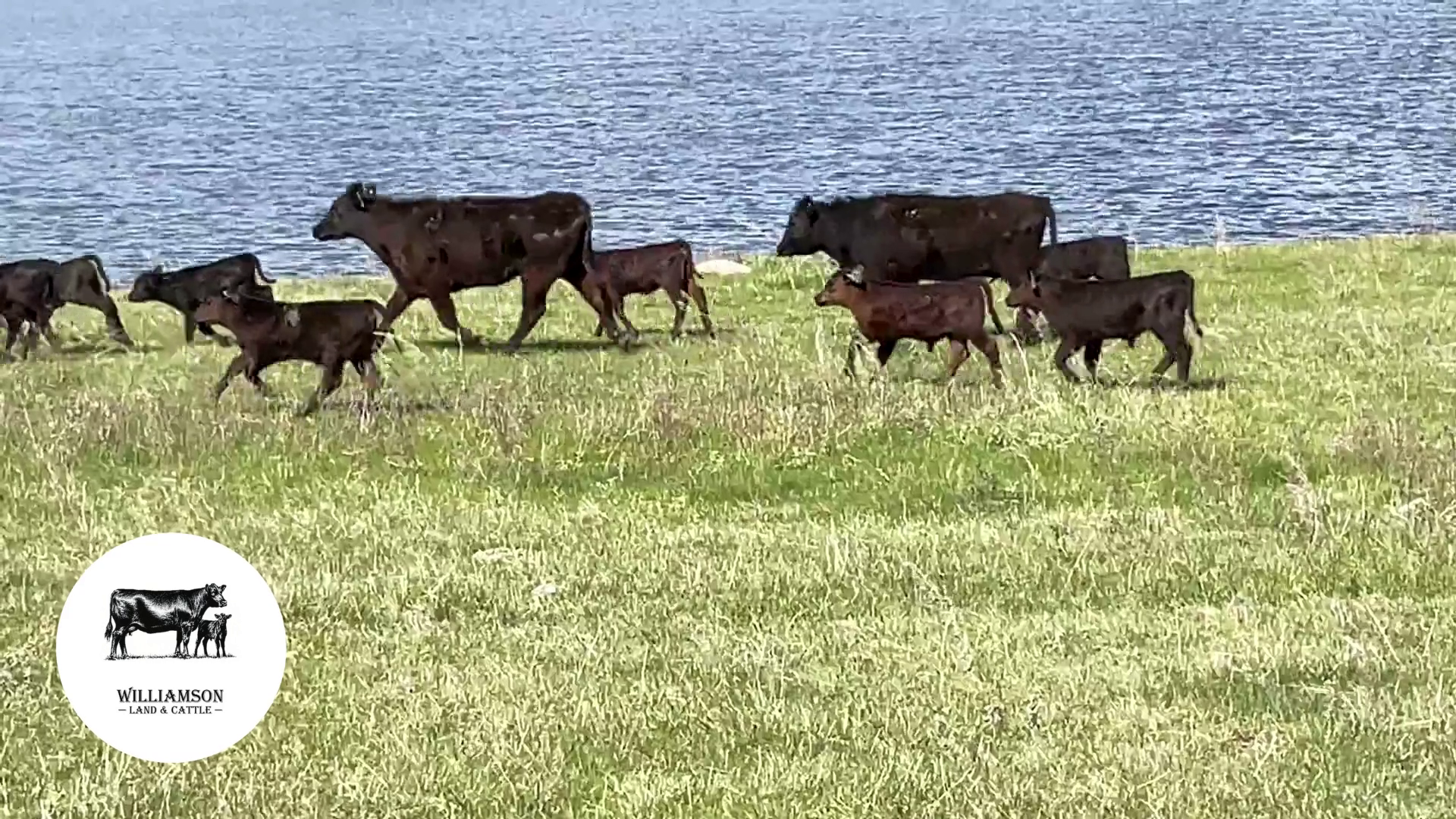 HP513B-Heifer Pairs