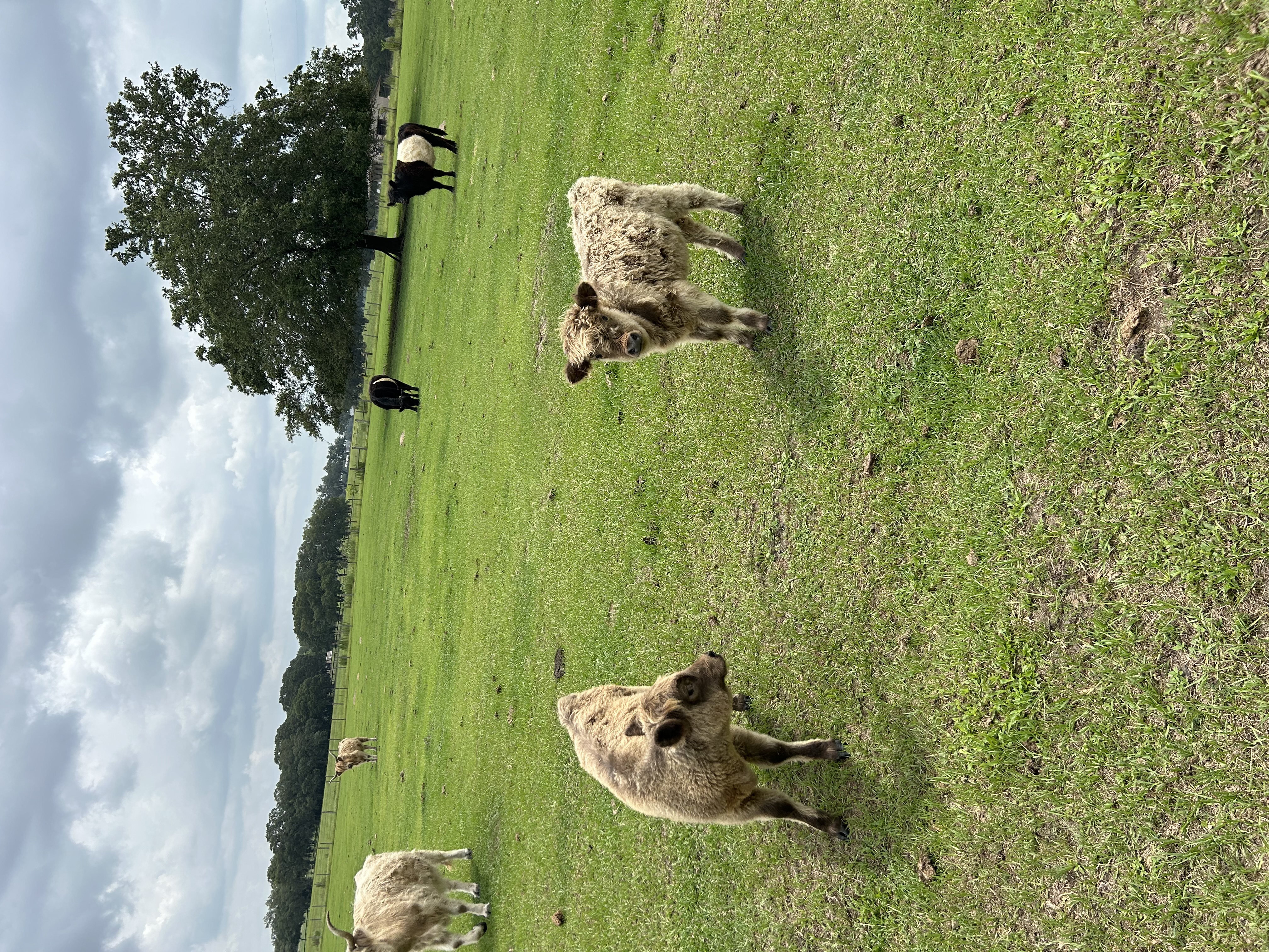 Scottish highland heifer calves