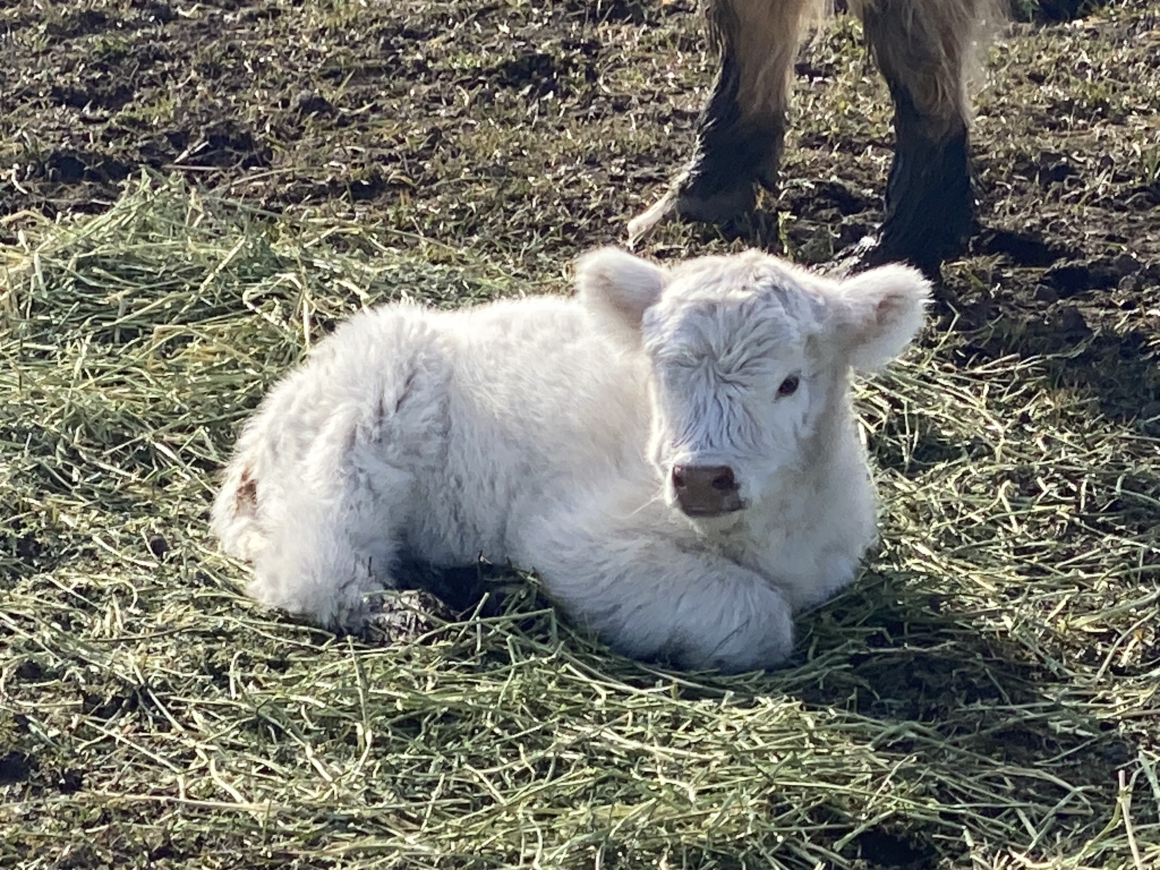 White Scottish Highland Calves