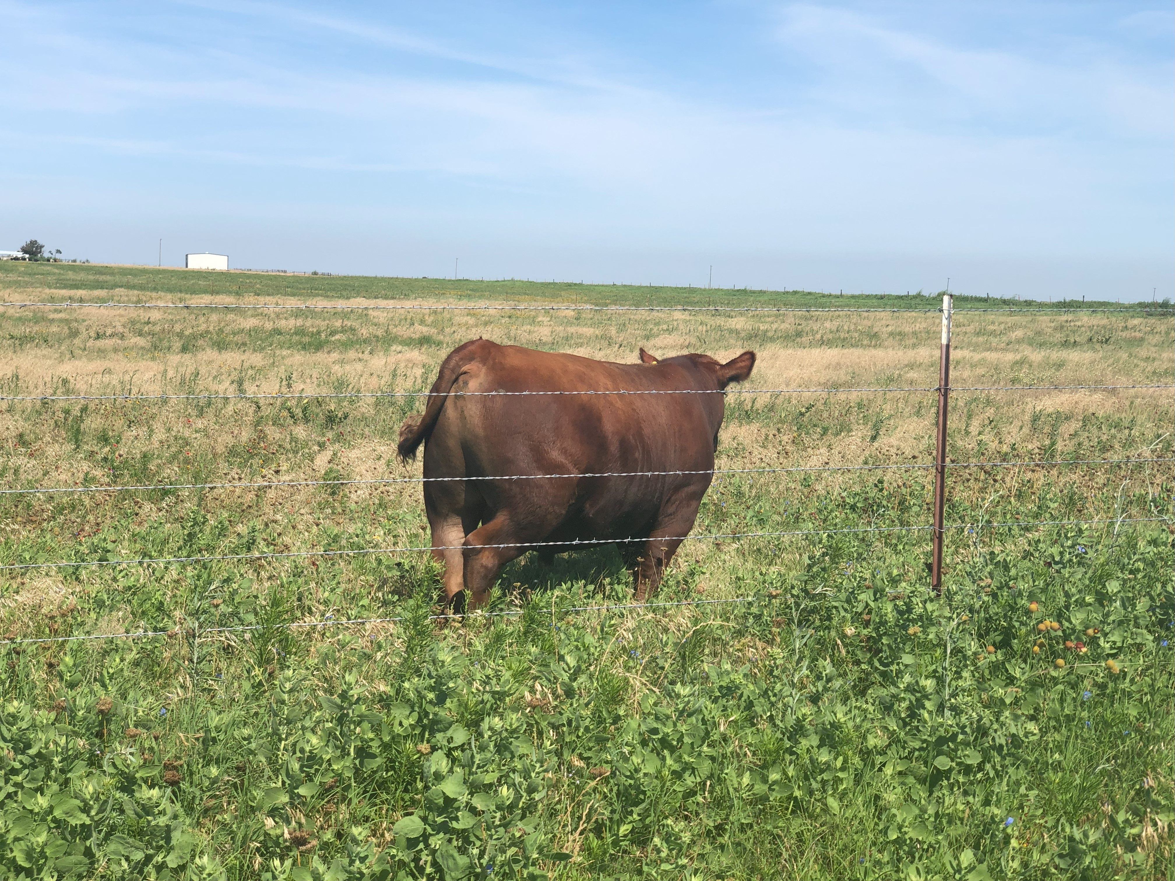 22 month old Low Birth weight Red Angus Bull