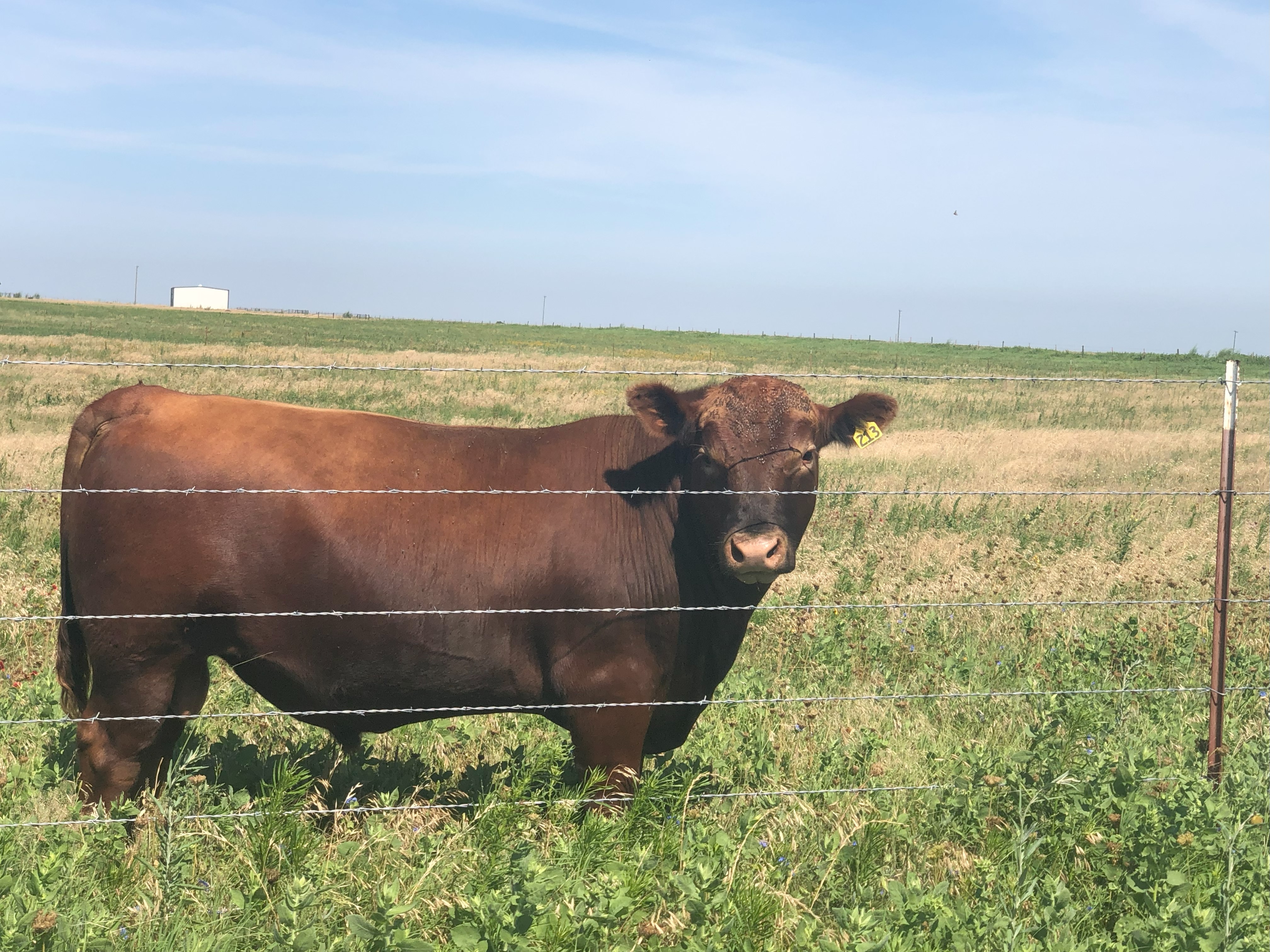 22 month old Low Birth weight Red Angus Bull