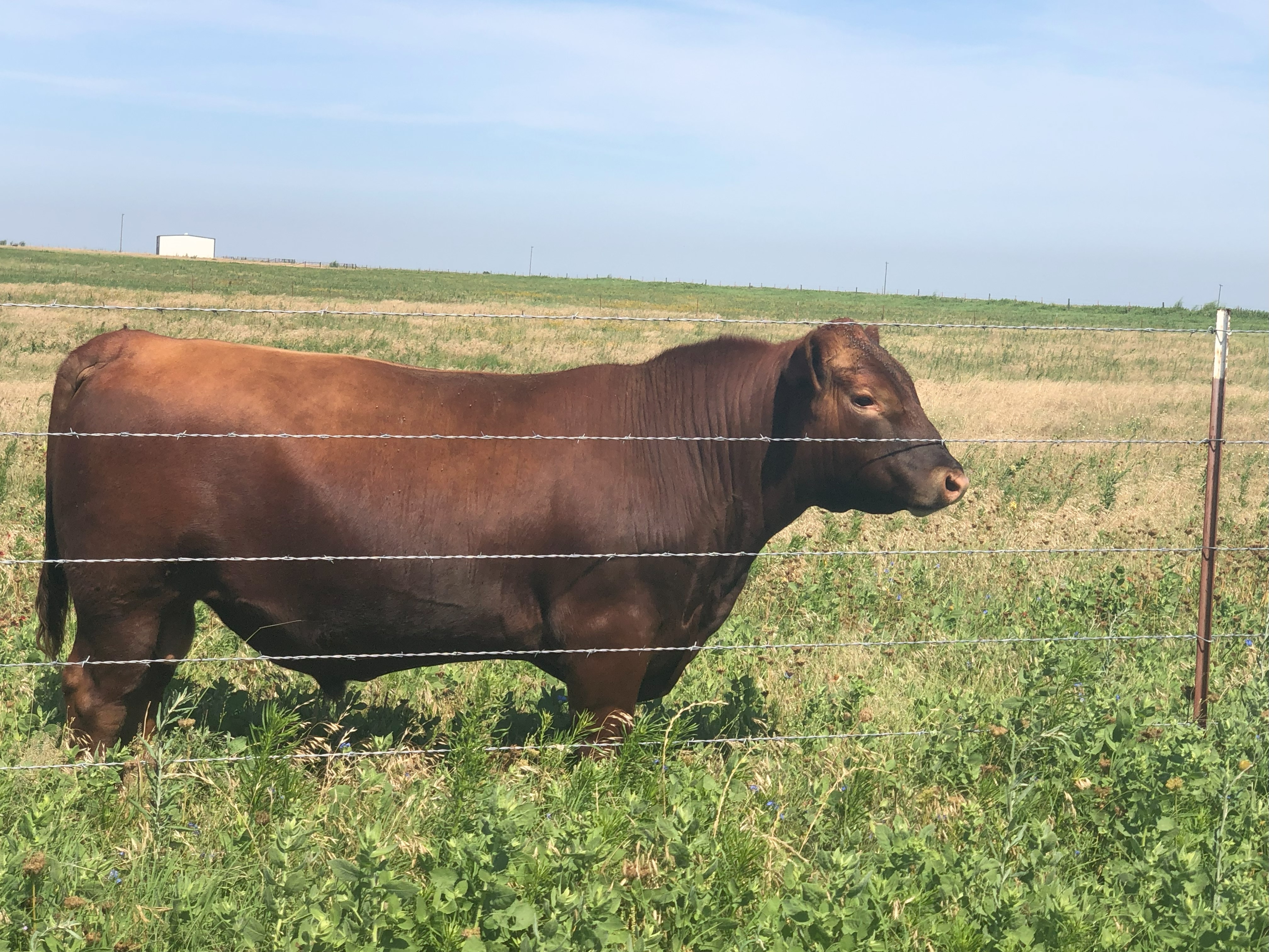 22 month old Low Birth weight Red Angus Bull