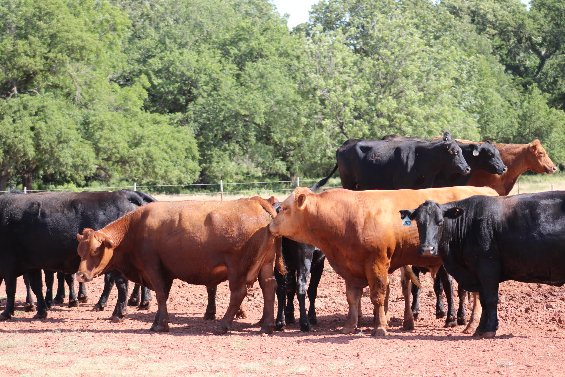 38 Head Red Angus & Black Angus Exposed Cows - Laravel