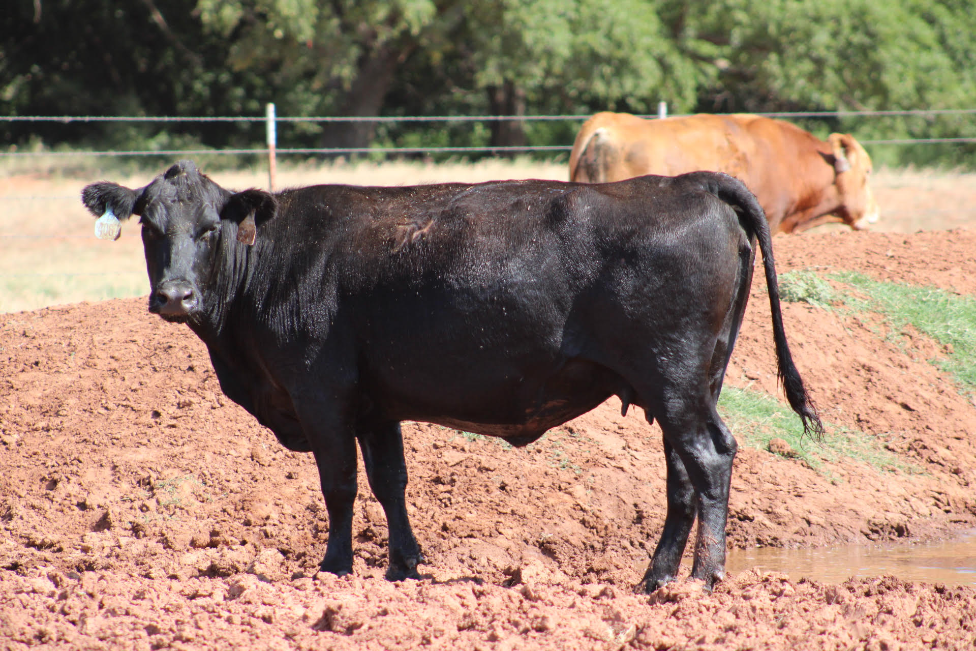 38 Head Red Angus & Black Angus Exposed Cows - Laravel