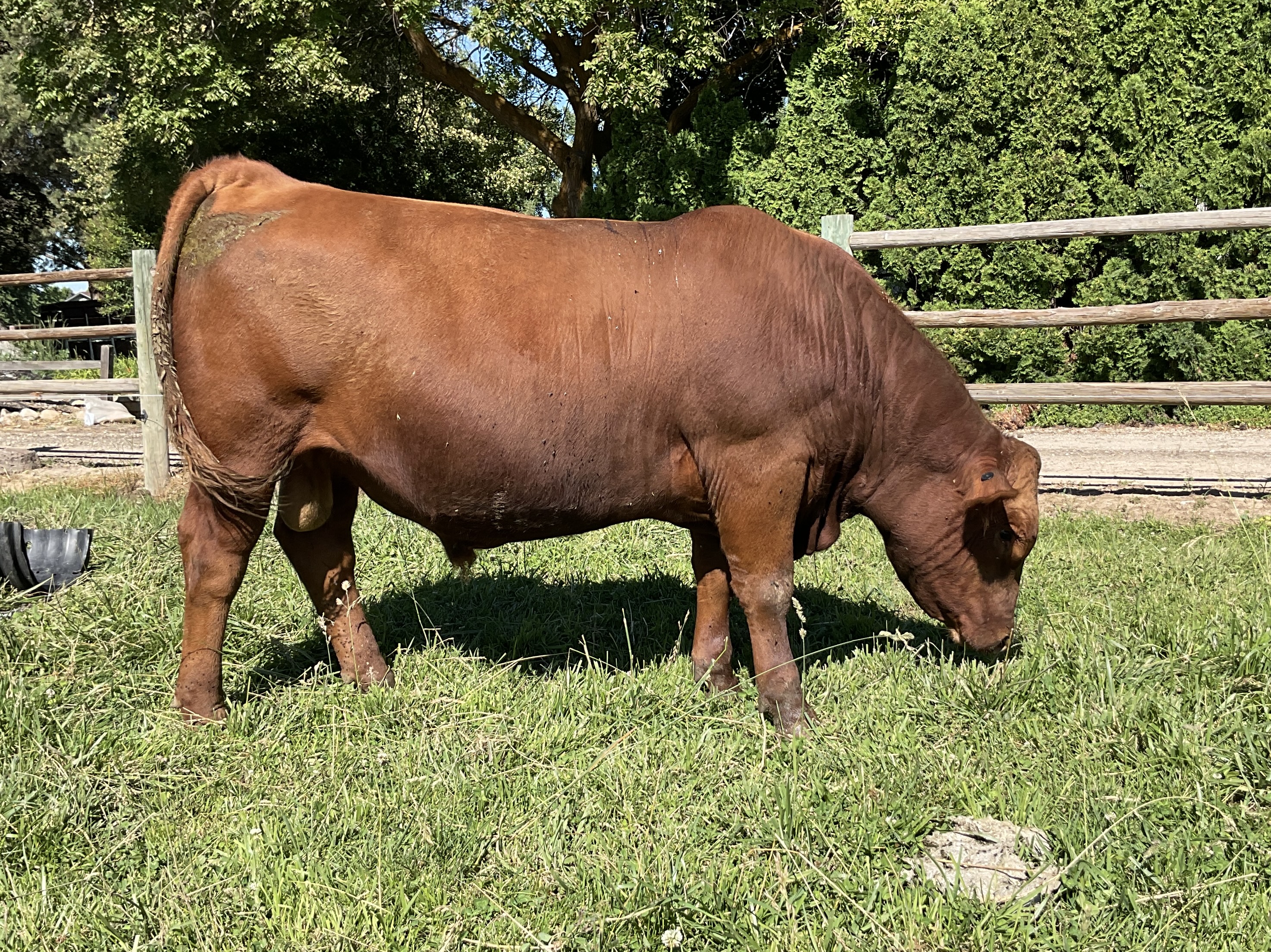 Reg. Red Angus Bulls Stockmarket Sons