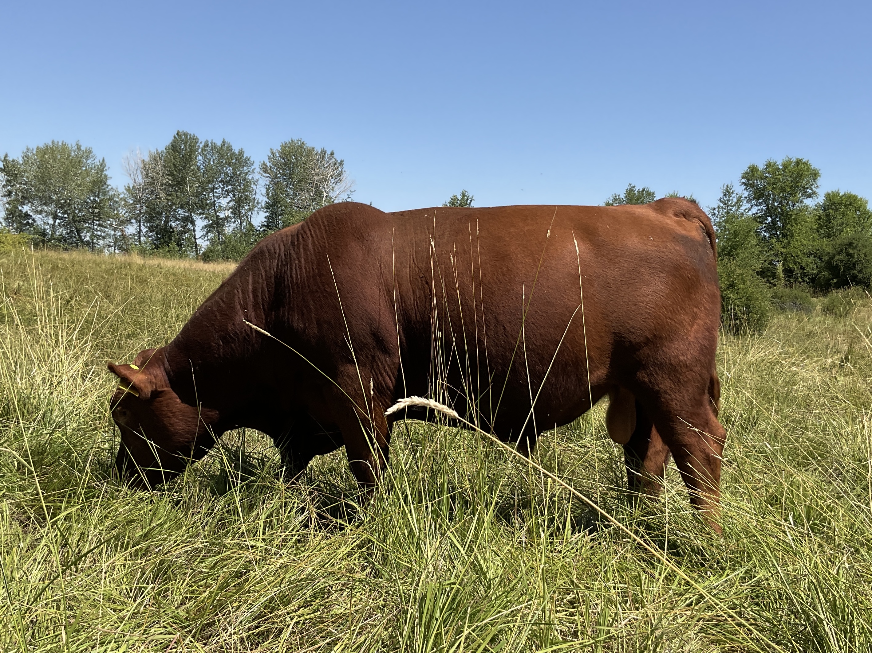 Reg. Red Angus Bulls Stockmarket Sons