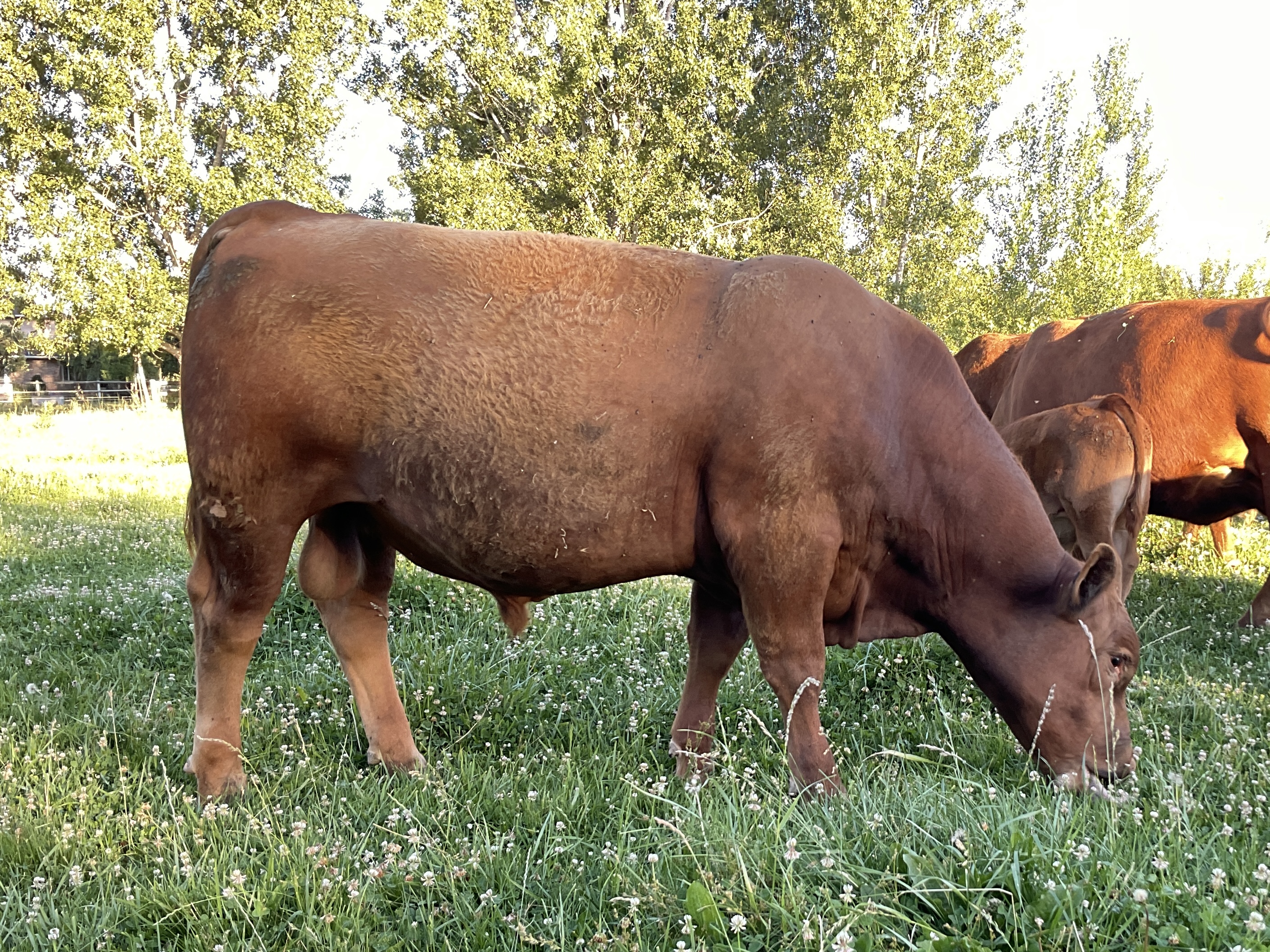 Reg. Red Angus Bulls Stockmarket Sons