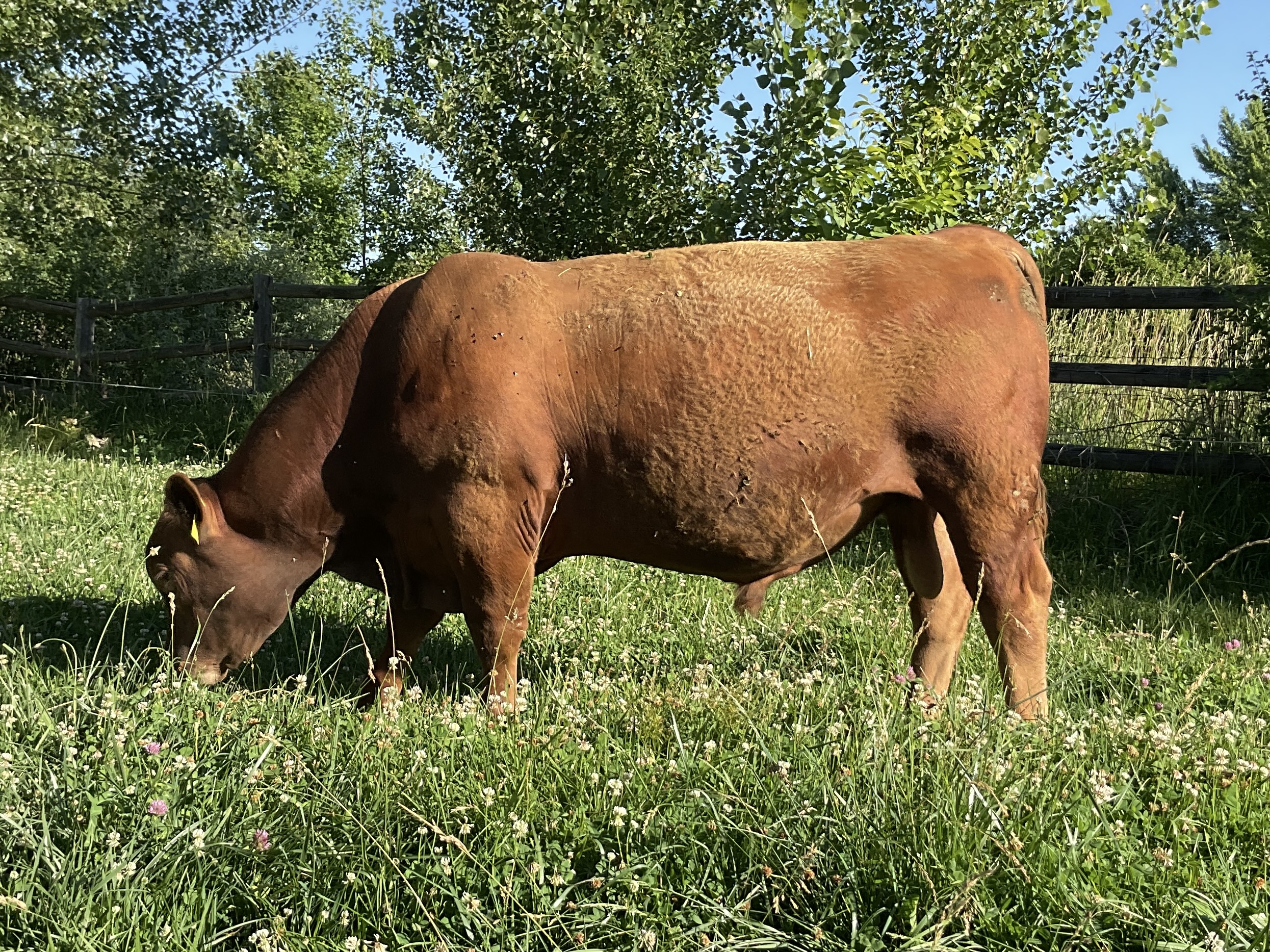 Reg. Red Angus Bulls Stockmarket Sons